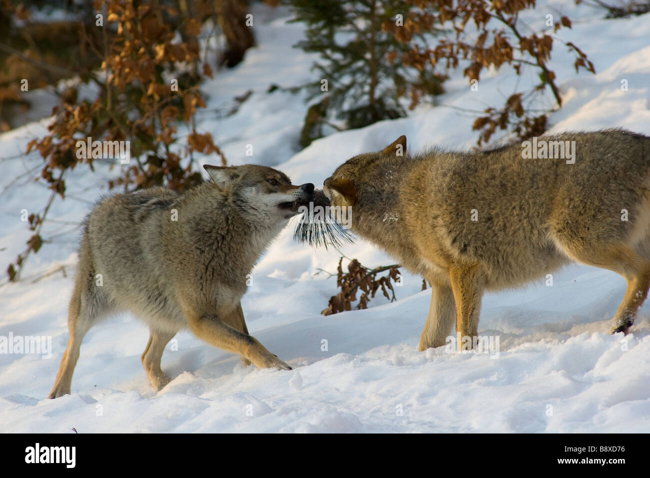 grey wolves fighting over a prey Stock Photo - Alamy