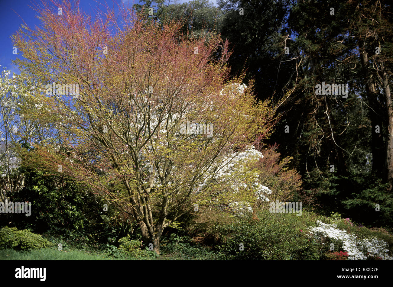 View of part of Greenway Garden showing a small tree in full leaf with ...