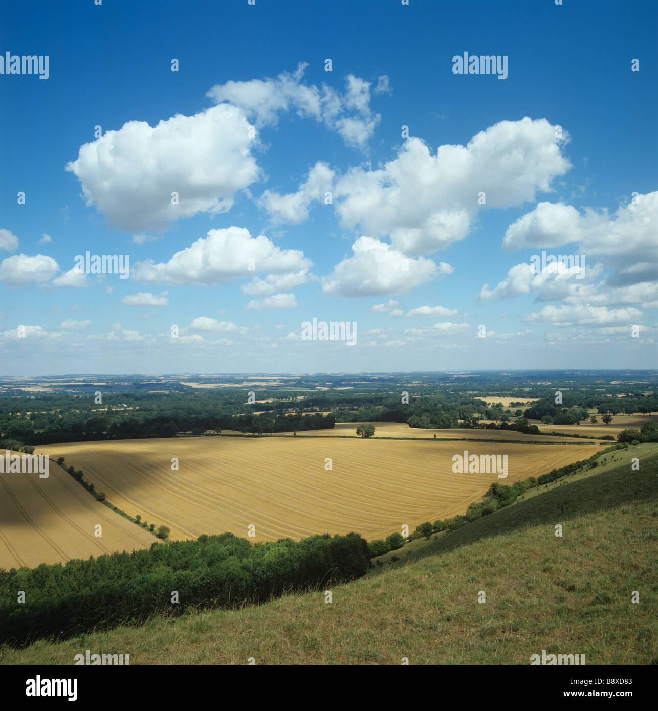 High downland view of ripe cereal fields near Inkpen in Berkshire on a fine summer day Stock Photo