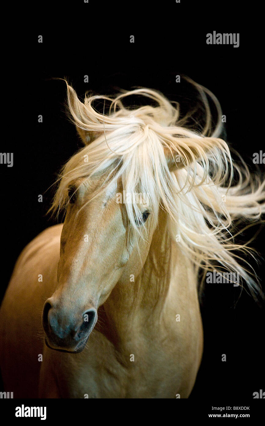Iberian horse - portrait in front of black background Stock Photo