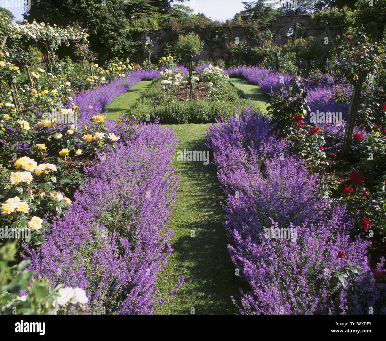 Rose beds edged with lavender in full flower in the Pergola garden at