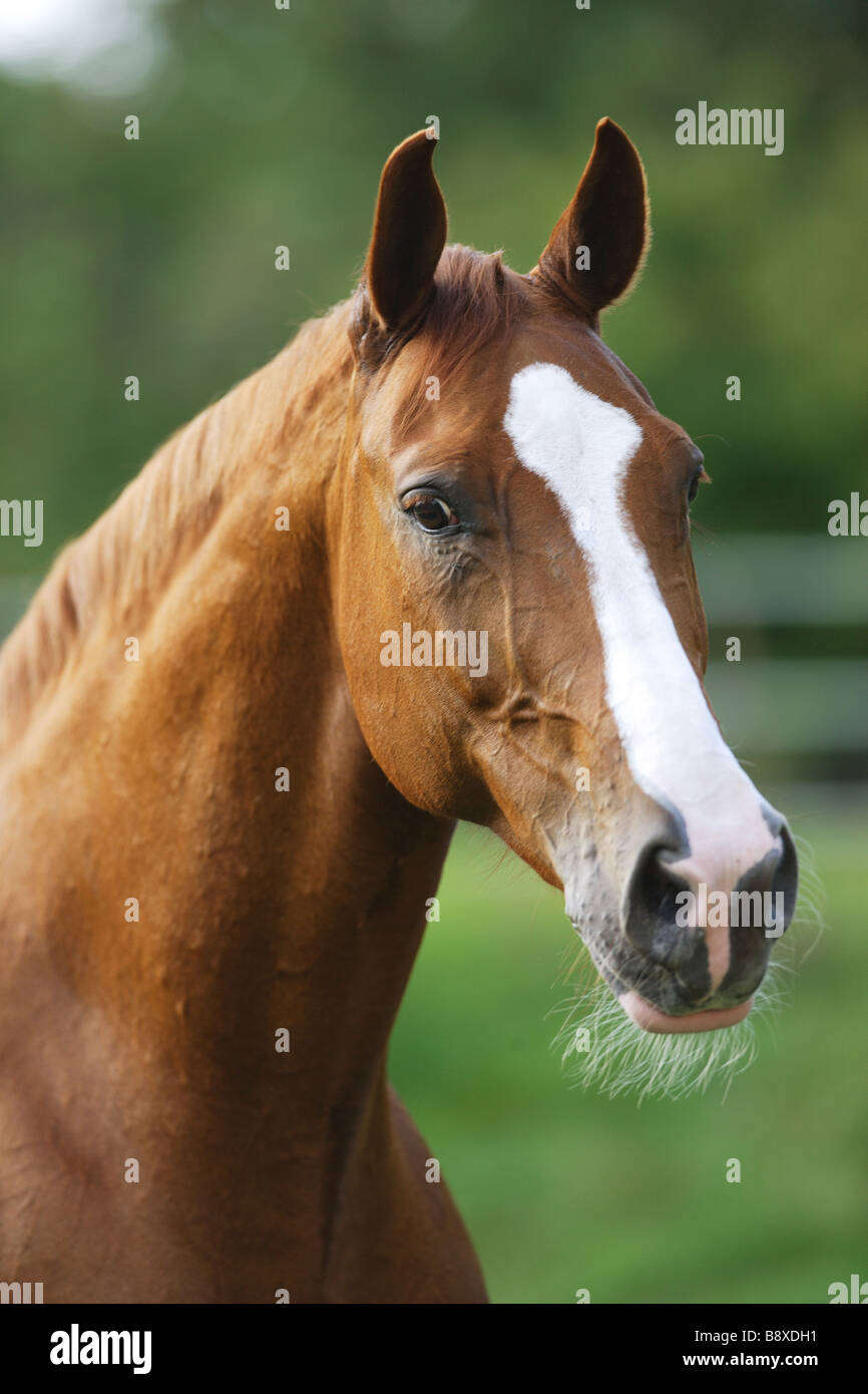 Württemberger horse - portrait Stock Photo