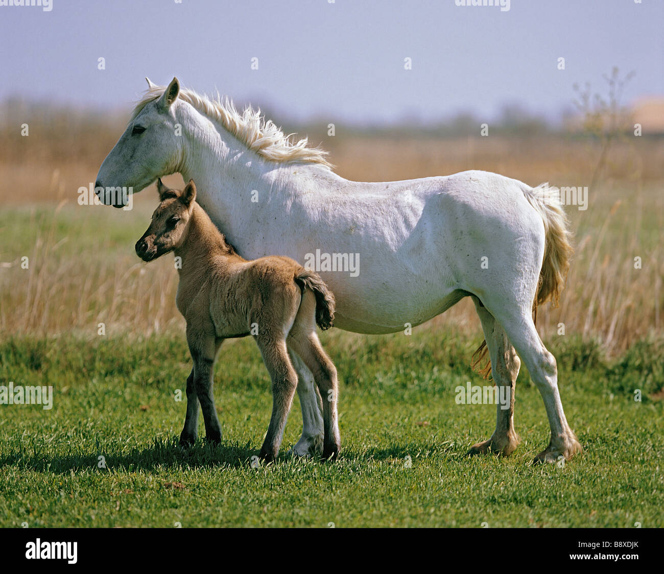 Camargue horse. Mare with foal standing on a meadow. France Stock Photo