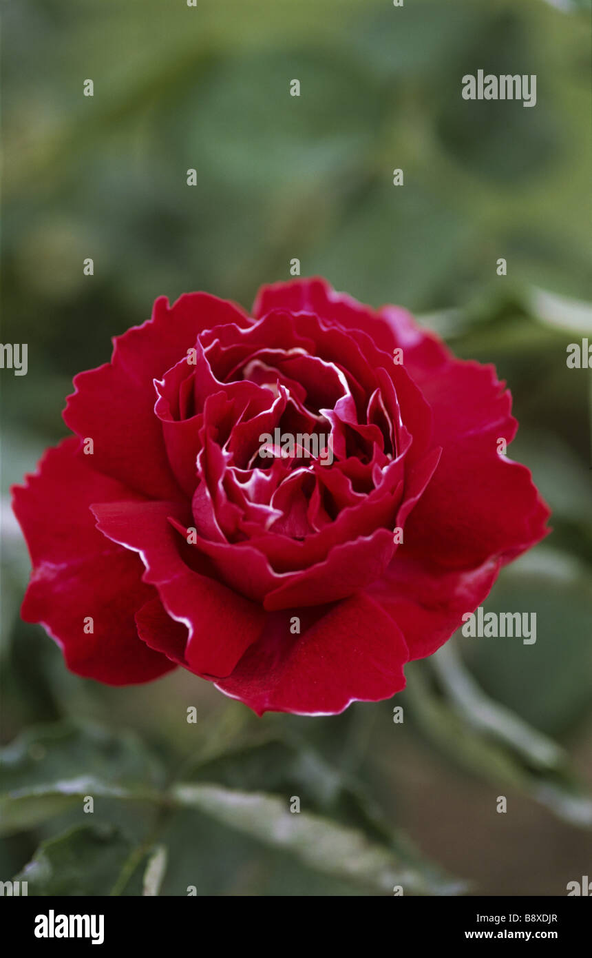 Close view of Rose Souvenir du Docteur Jamain a red Bourbon rose at Greys Court Stock Photo