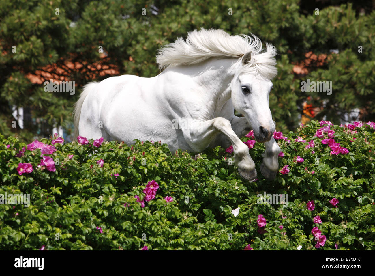 55 fotos de stock e banco de imagens de Horse Jumping Hedge - Getty Images