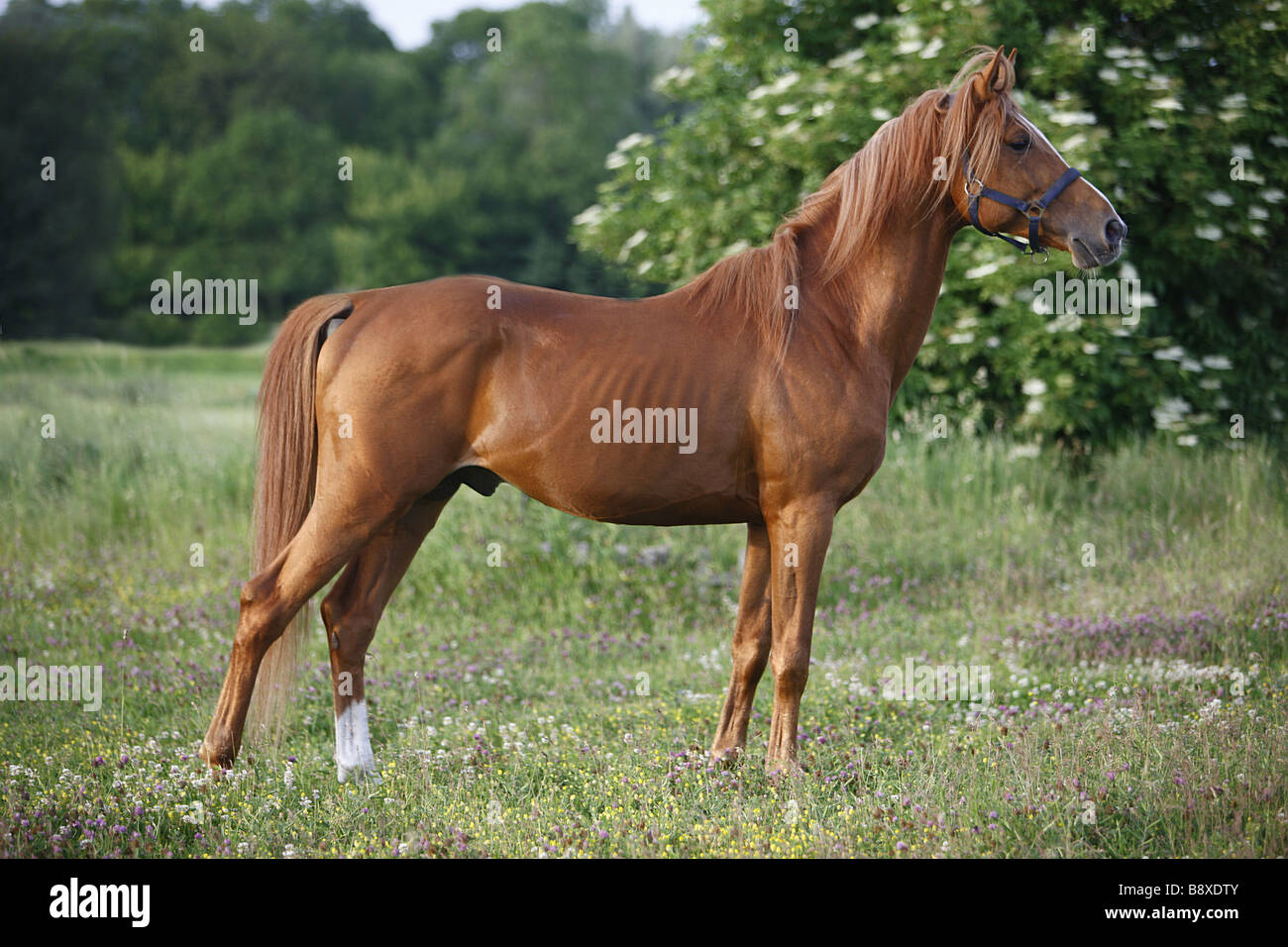 Gidran horse - standing on meadow Stock Photo