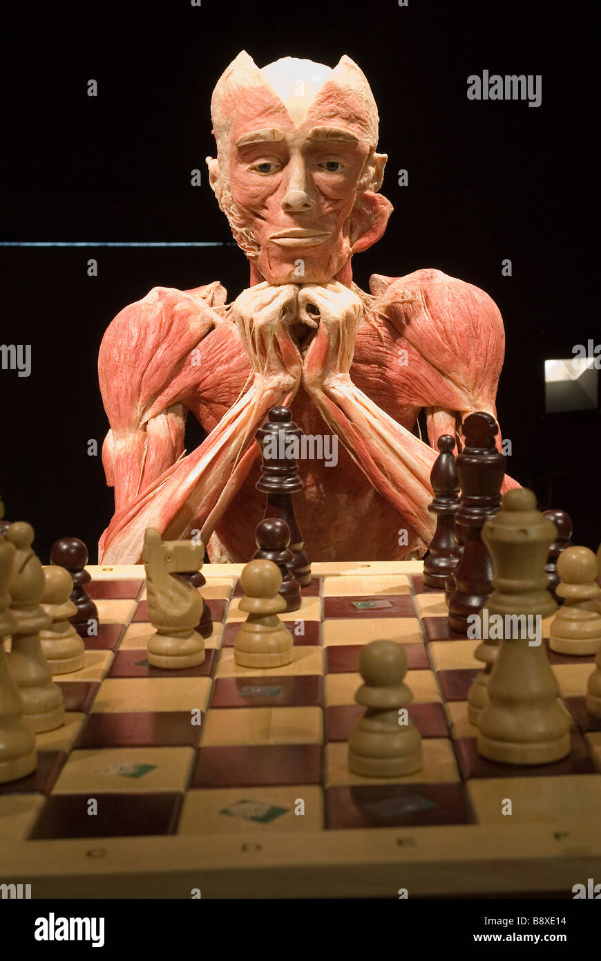 The Chess Player at the Gunther von Hagens Plastinarium in Guben, Germany Stock Photo