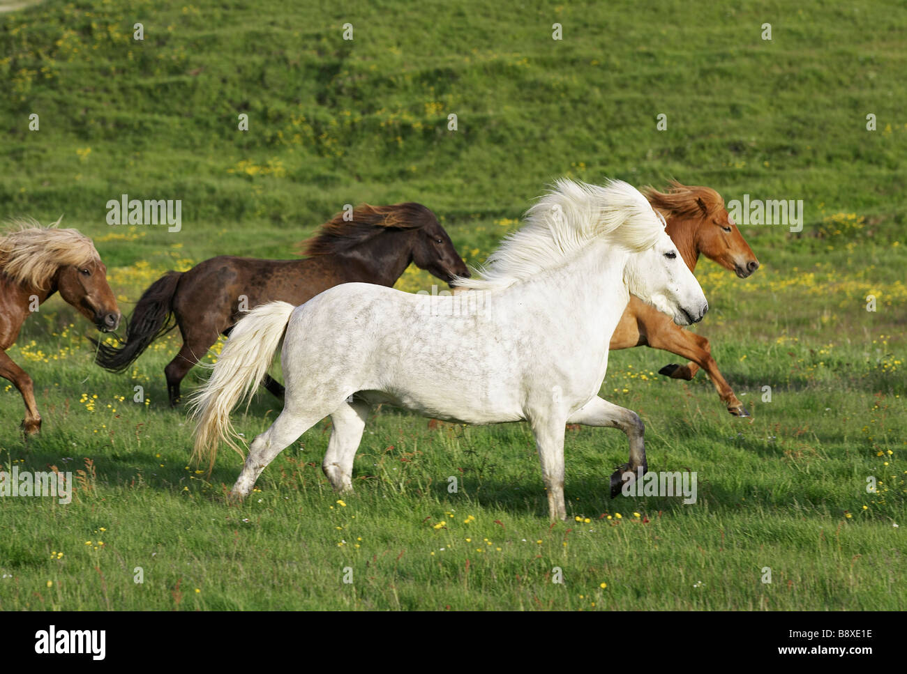 Icelandic Horses (Equus caballus), herd running across summer meadow Stock Photo
