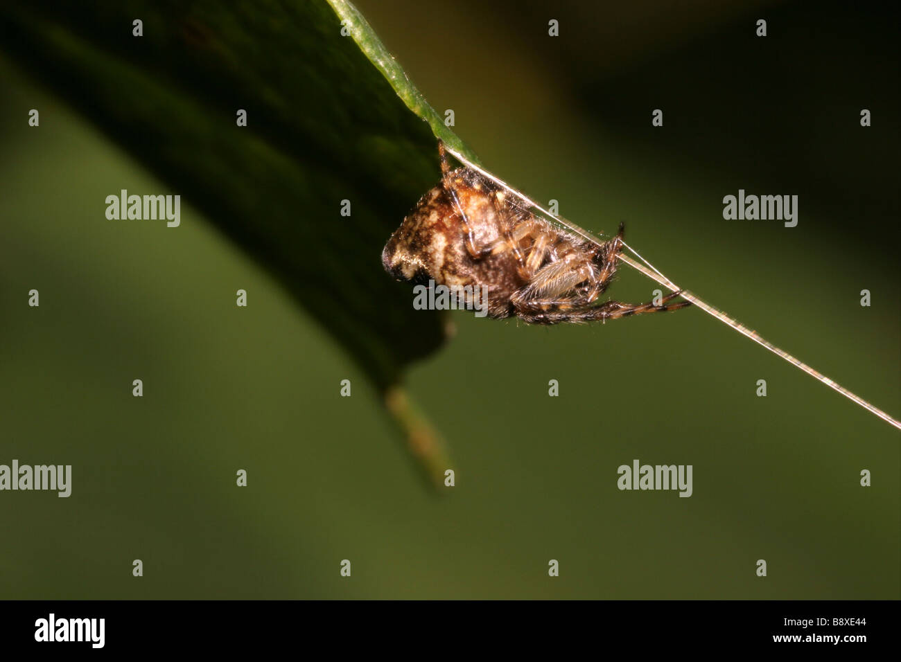 Decoy spider Cyclosa conica Araneidae female holding the tripline to her web UK Stock Photo