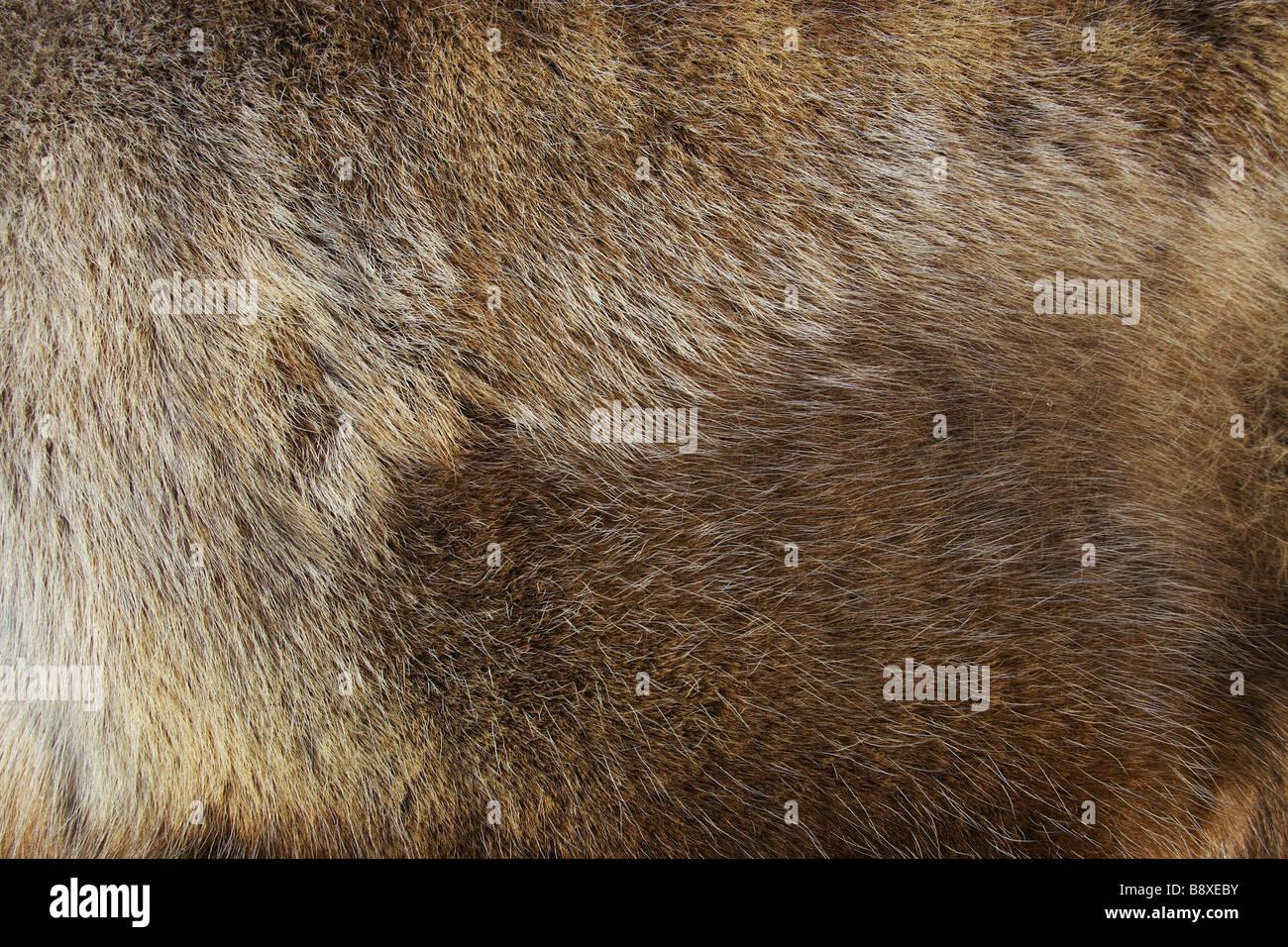 Reindeer (Rangifer tarandus), close-up of fur winter coat Stock Photo
