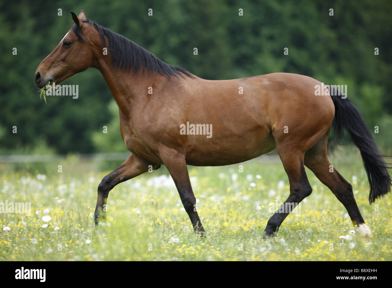 Bavarian warm-blooded horse - trotting on meadow Stock Photo