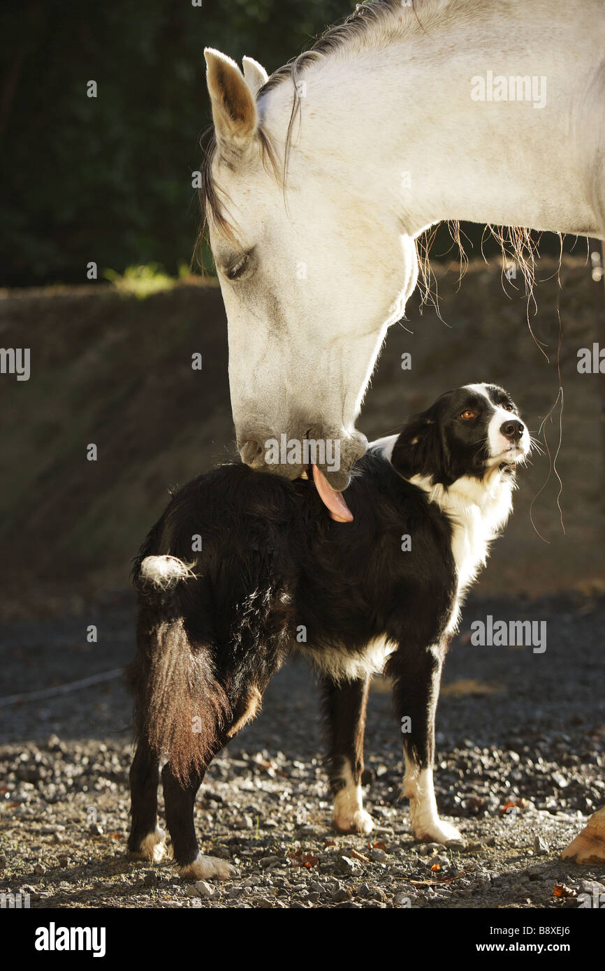 Horse Lick High Resolution Stock Photography and Images - Alamy