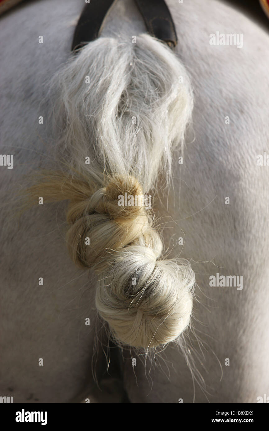 horse tail knotted Stock Photo Alamy