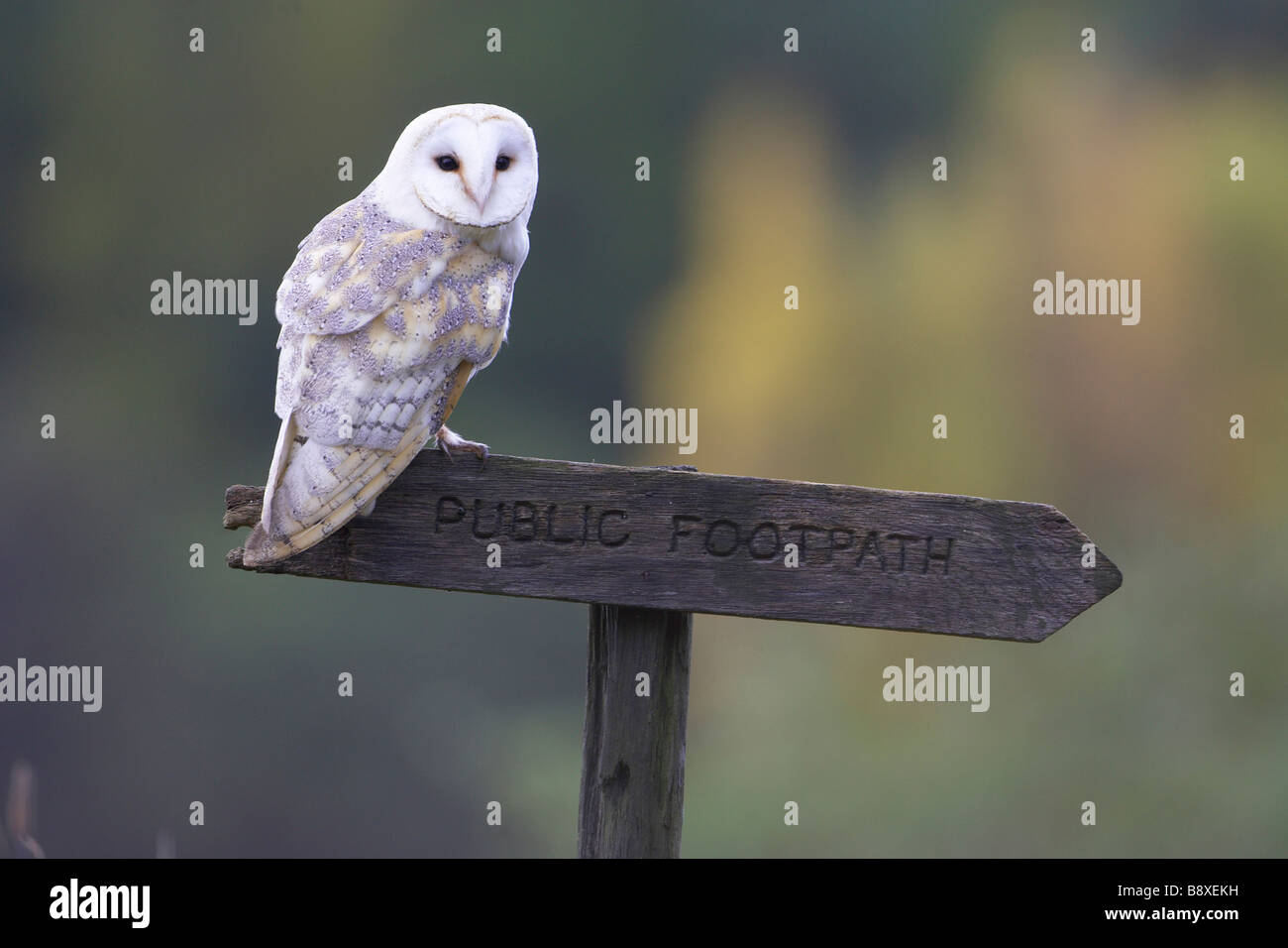 Barn Owl (Tyto alba), adult perched on footpath sign Stock Photo