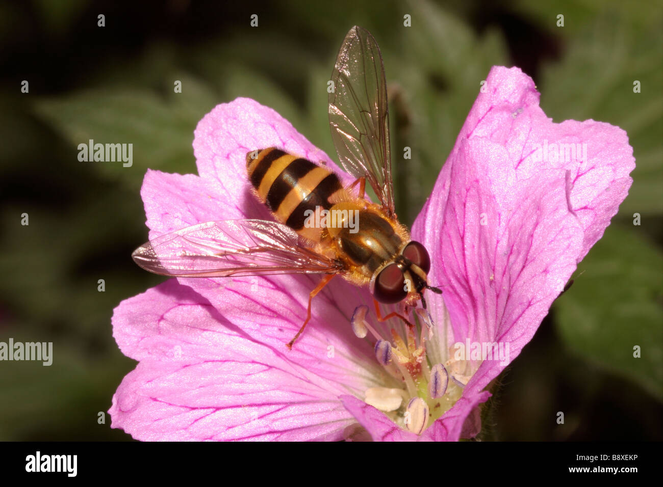 Hover fly Epistrophe grossulariae Syrphidae on a garden geranium UK Stock Photo