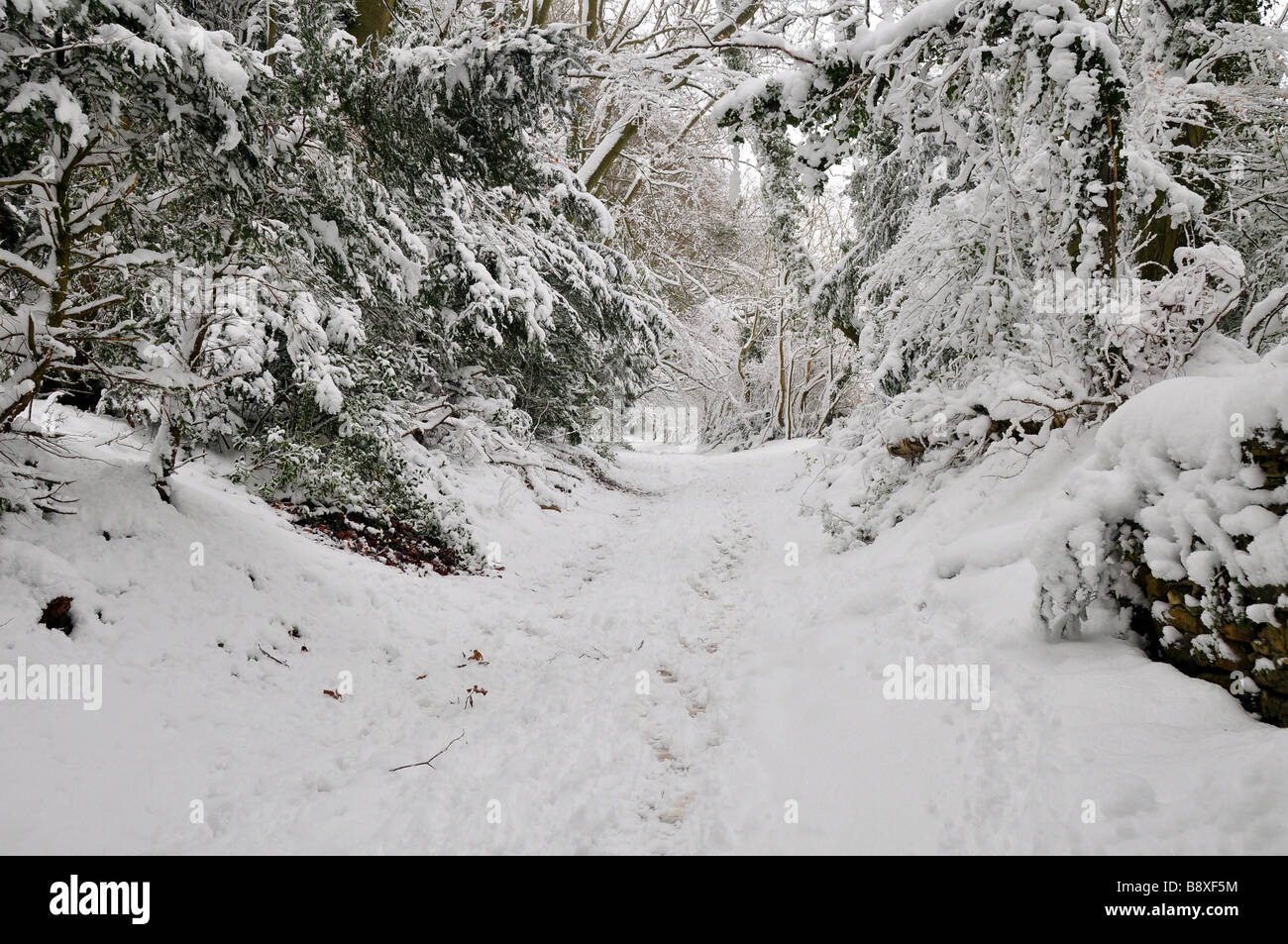Track through Cotswold Beech woods in deep snow Stock Photo Alamy
