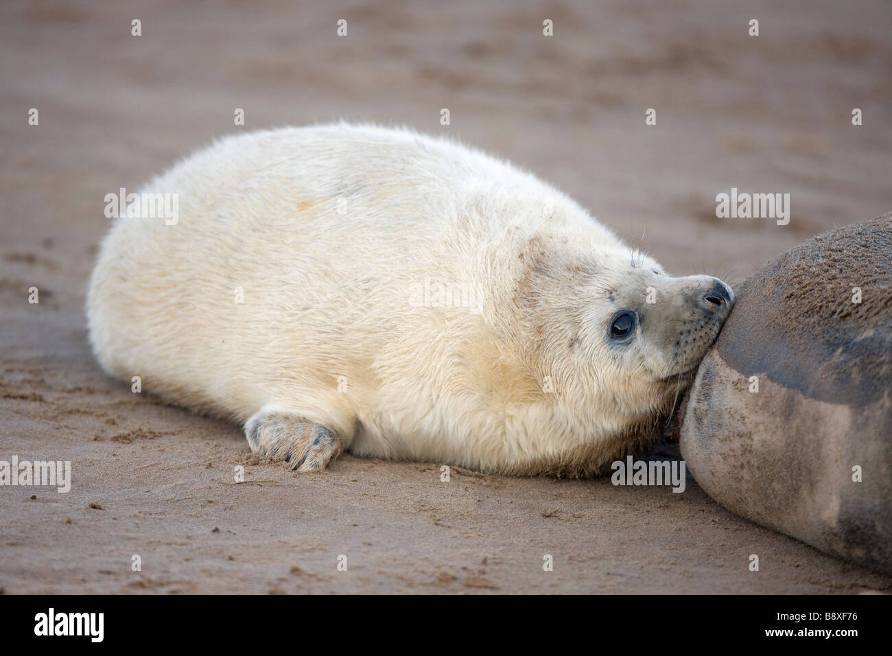 Grey Seal (Halichoerus grypus) United Kingdom - Pup nursing Stock Photo