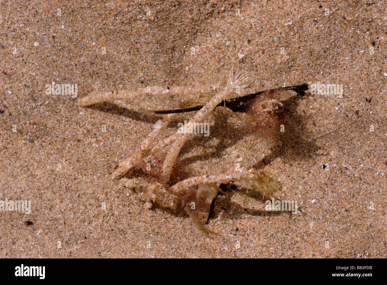 Sand mason worm Lanice conchilega Terebellidae tubes exposed by sand being washed away by the tide UK Stock Photo