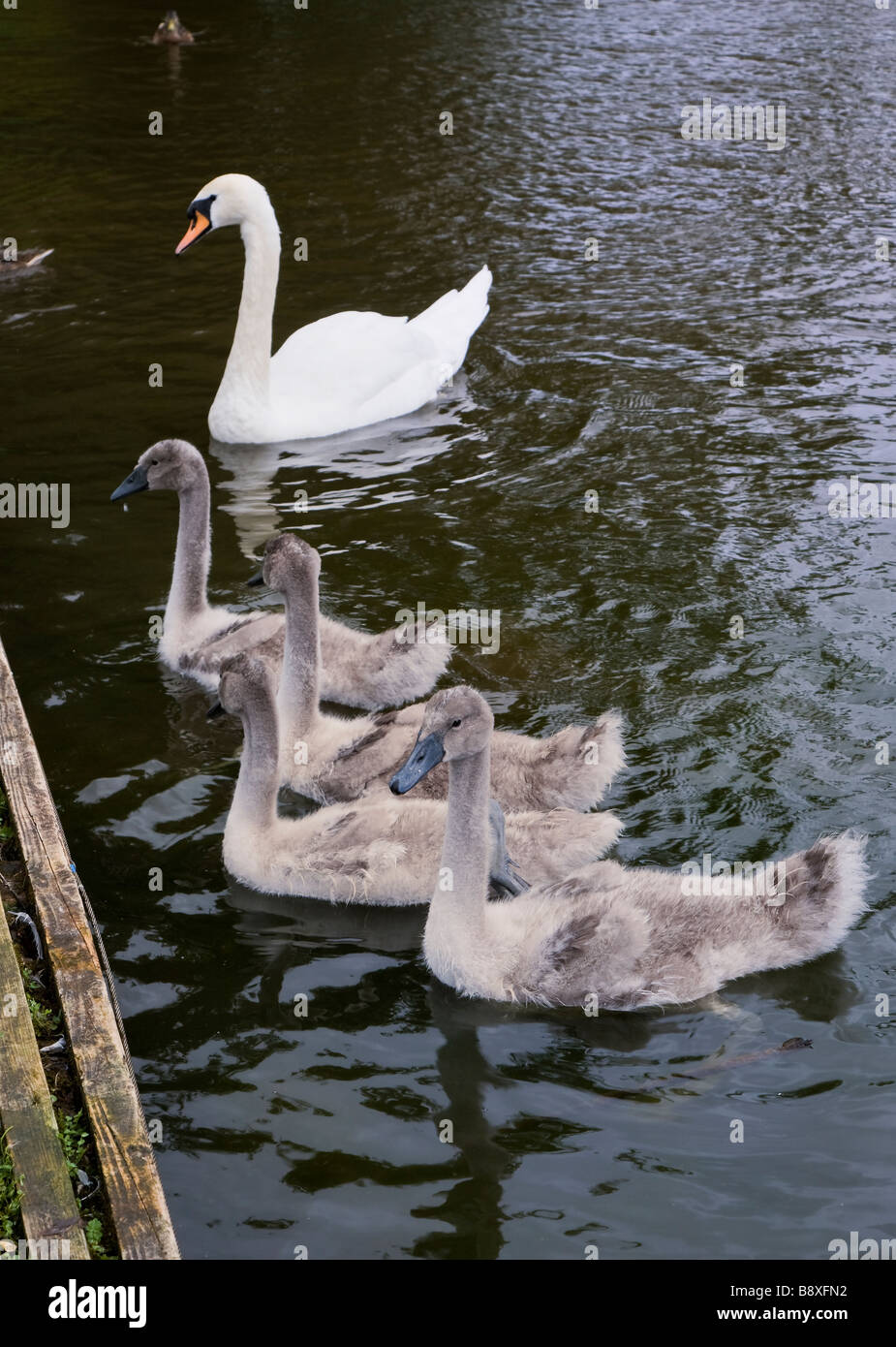 MUTE SWAN WITH CYGNETS Stock Photo