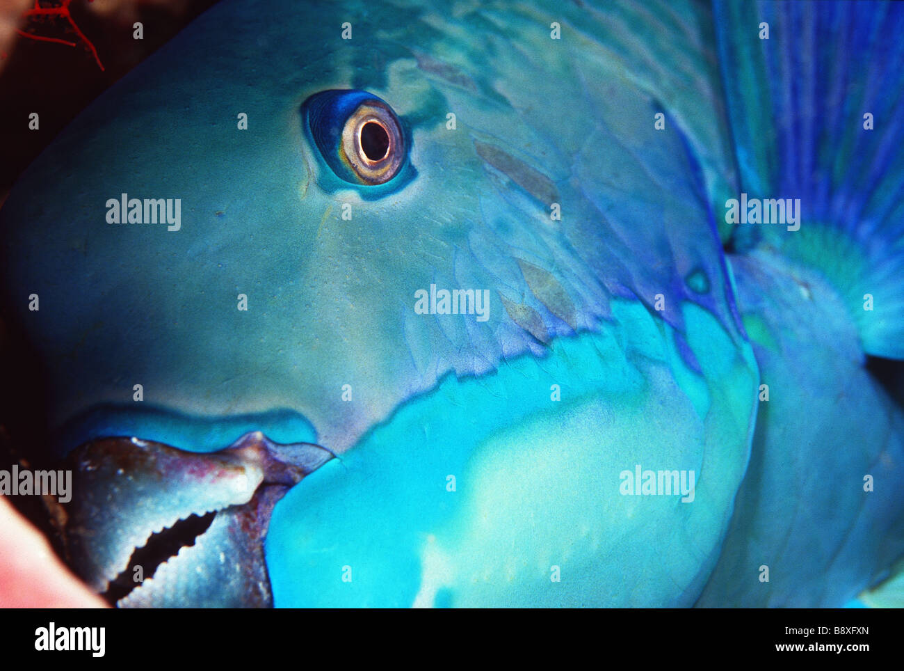 parrot fish portrait Stock Photo