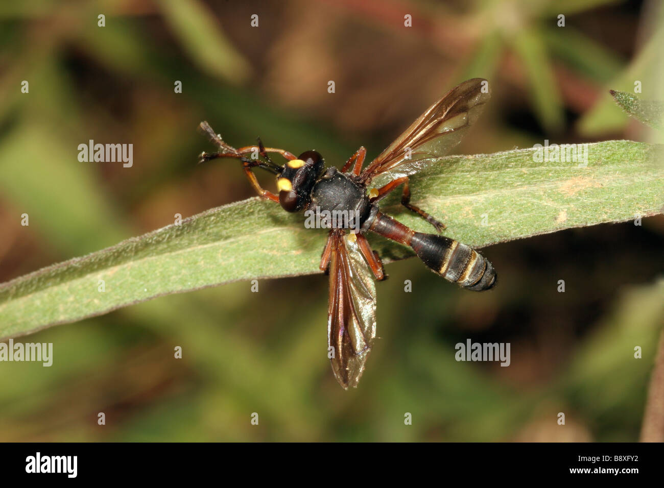 Wasp fly Physocephala rufipes Conopidae grooming its proboscis UK Stock Photo