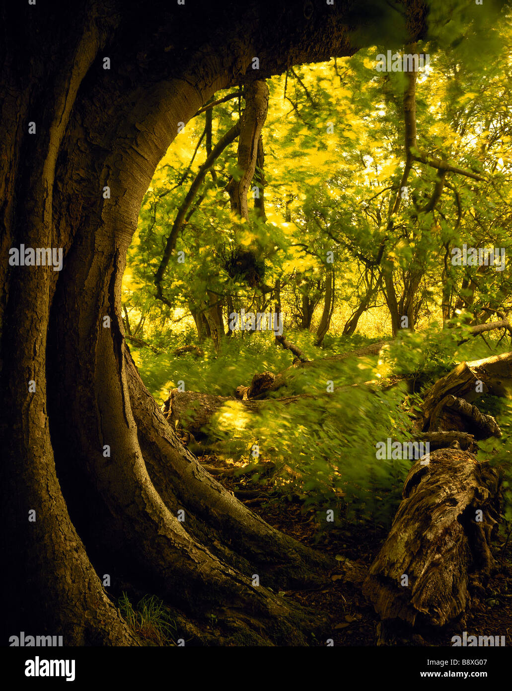 Hatfield forest ancient trees hires stock photography and images Alamy