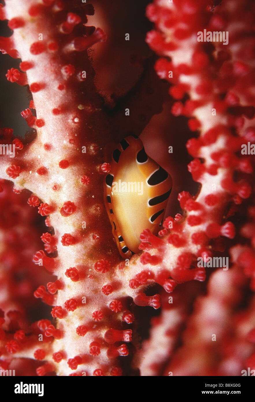 Crenovalva tigris shell on gorgonia sea fan Stock Photo