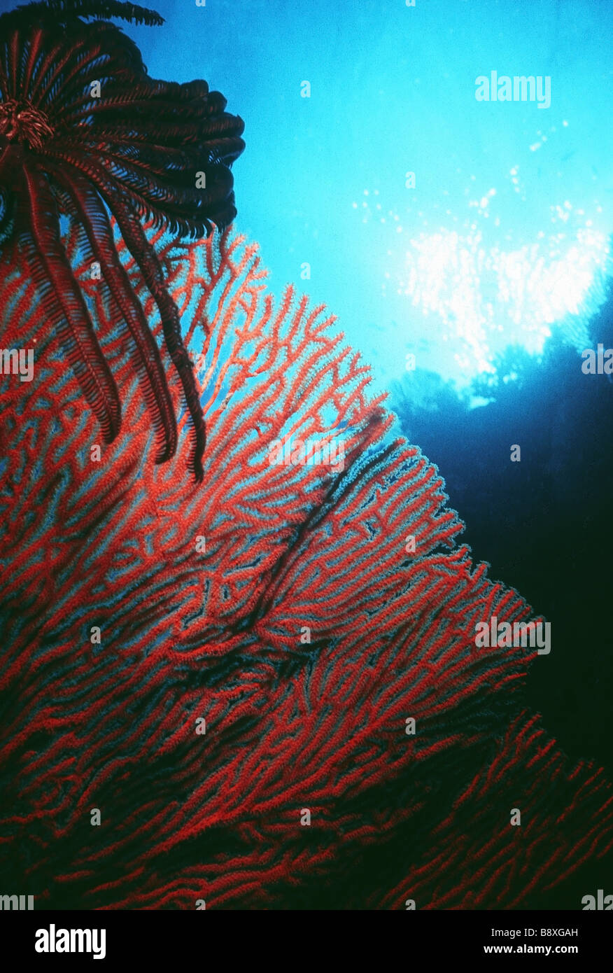 gorgonian sea fan Stock Photo