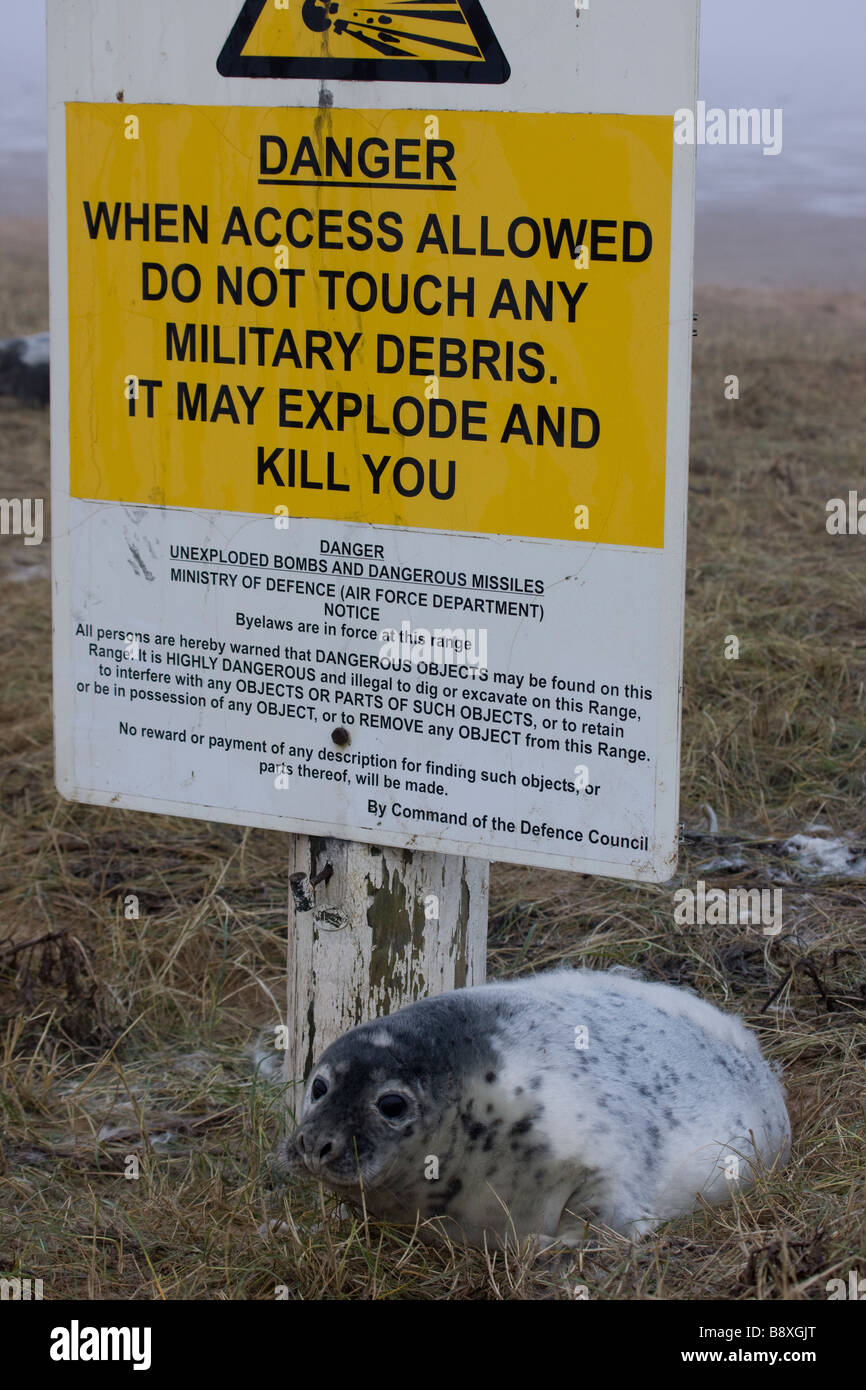 Grey Seal (Halichoerus grypus) Pup on RAF Bombing range used as a pupping area for seals - Shown by sign warning of danger - UK Stock Photo