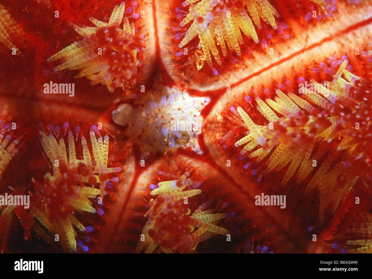 poisonous fire sea urchin Stock Photo