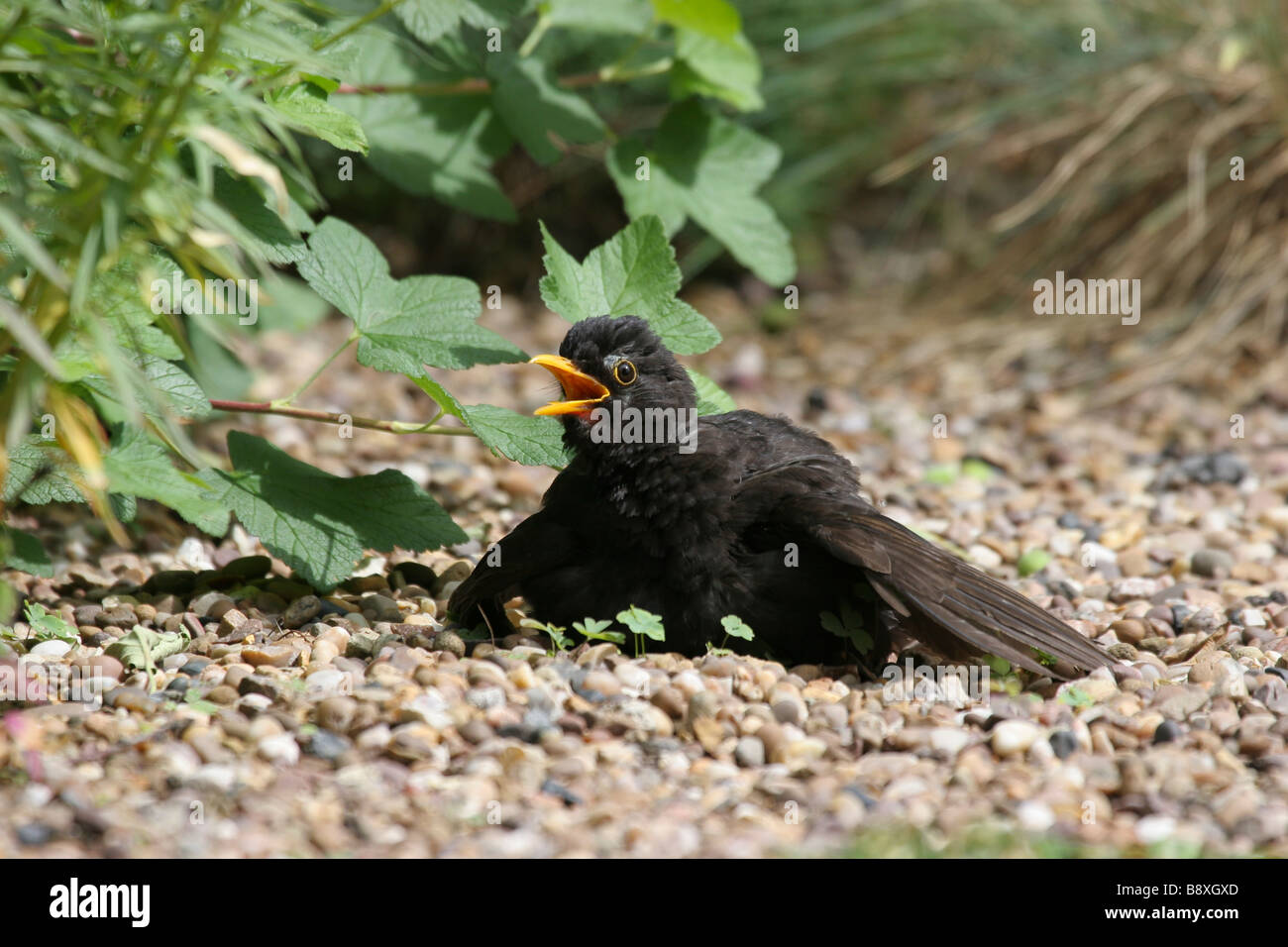 Male Blackbird Turdus merula sunbathing on pebbly rockery in garden, West-Midlands, England. Stock Photo