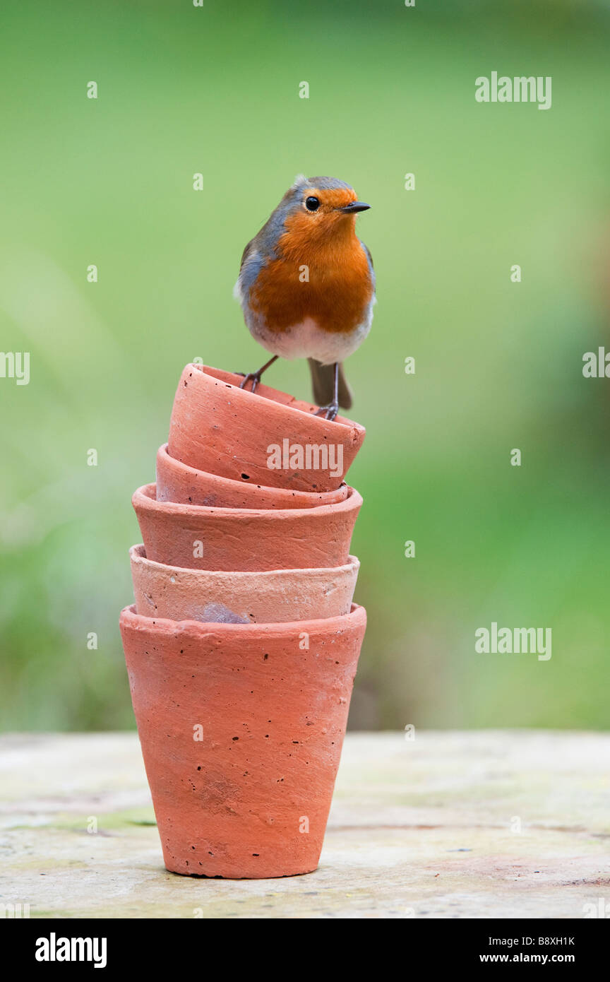 erithacus rubecula. Robin perched on a stack of small flowerpots. UK Stock Photo
