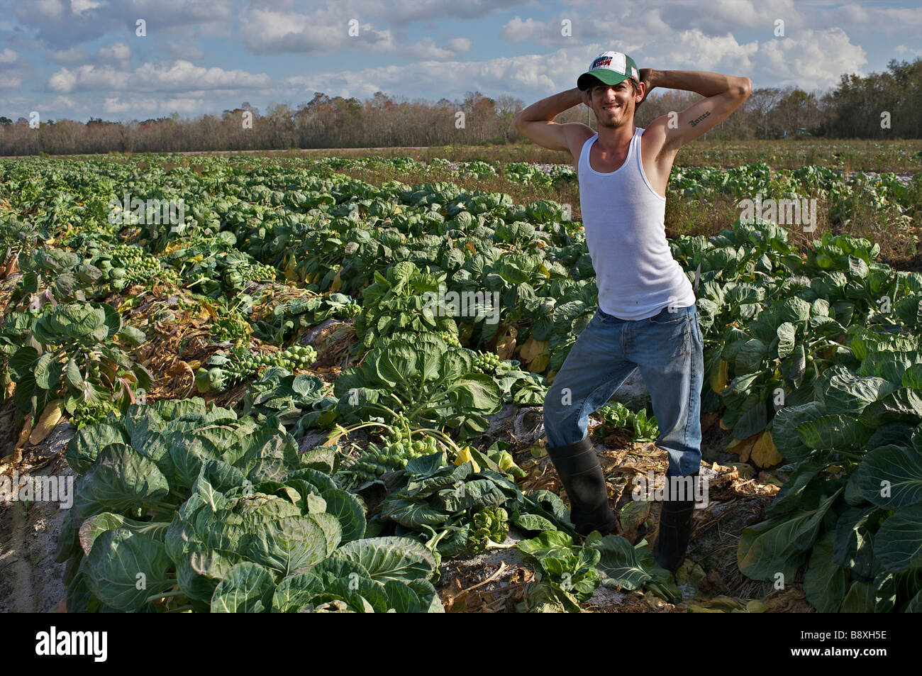 Harvesting brussels sprouts Florida USA Stock Photo Alamy