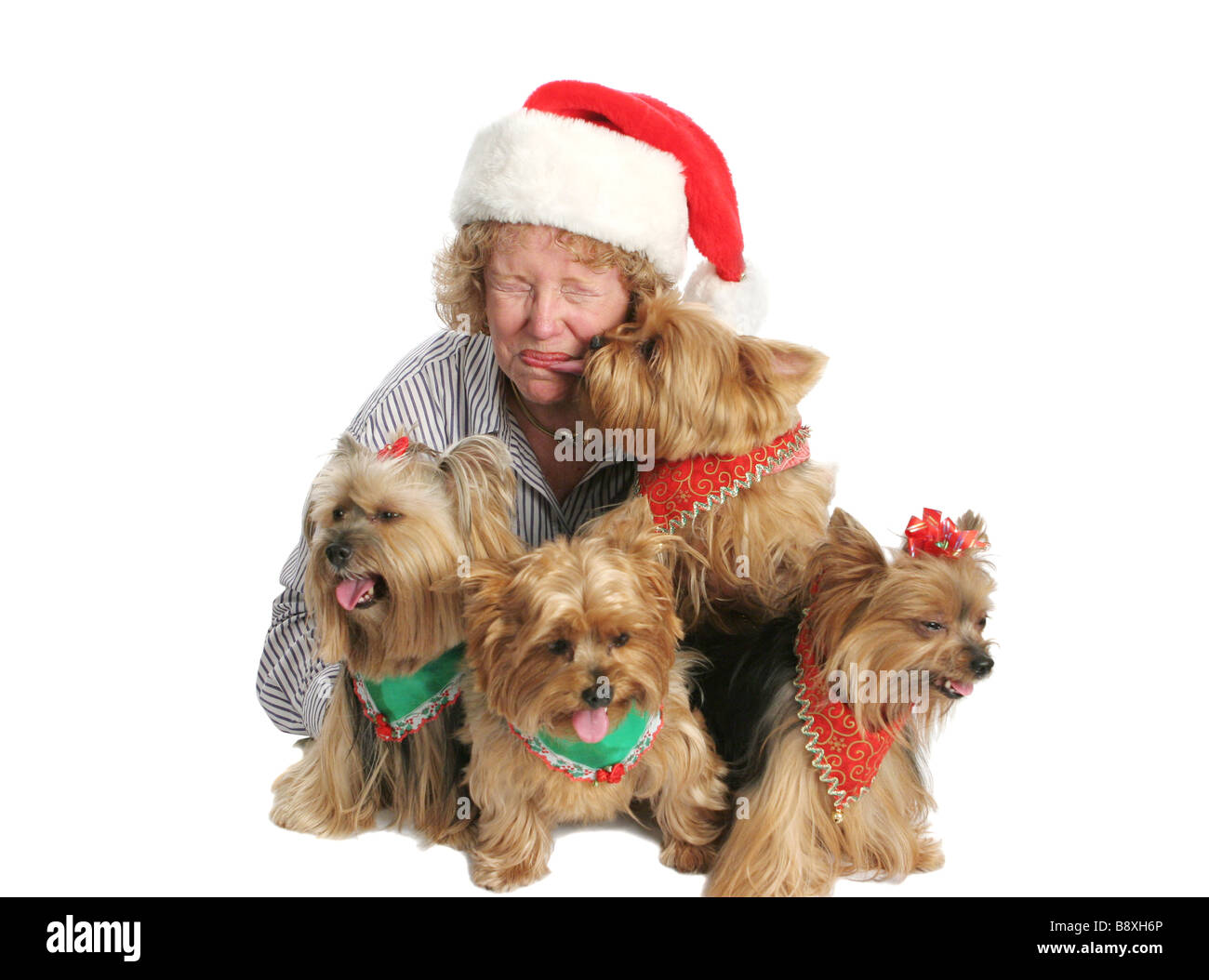 Why Do Yorkies Kiss So Much