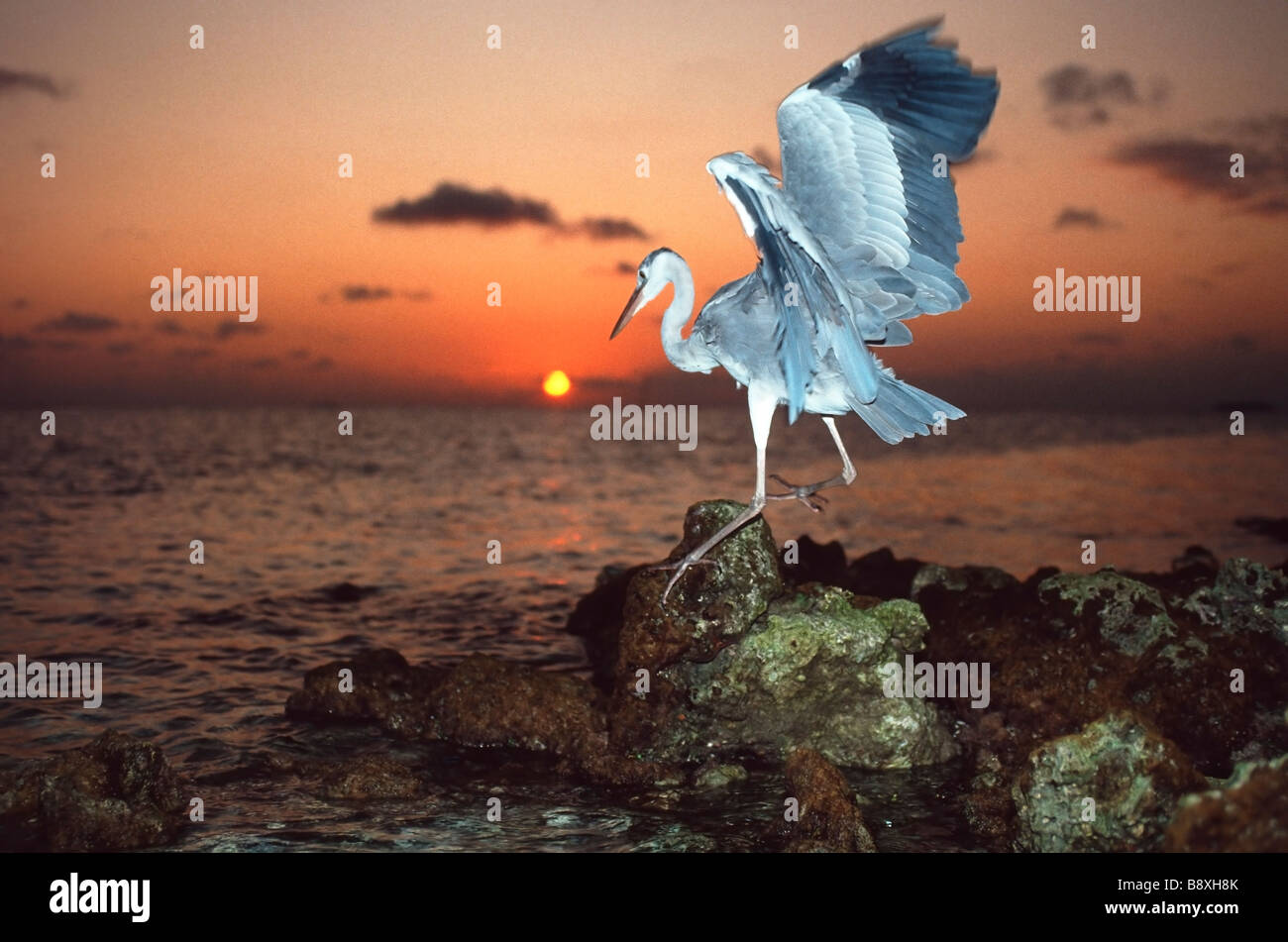 Ardea cinerea, Grey Heron Stock Photo