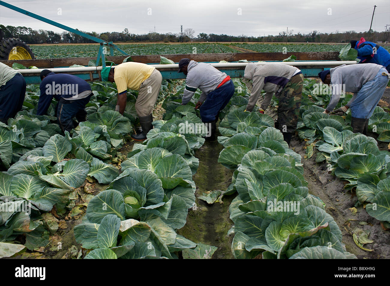 Harvesting cabbage Florida USA Stock Photo Alamy
