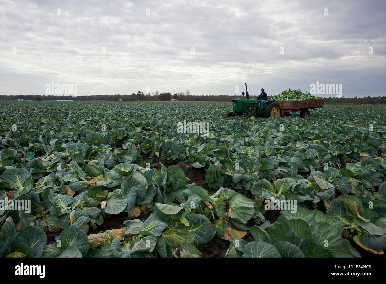 Cabbage field Florida USA Stock Photo Alamy