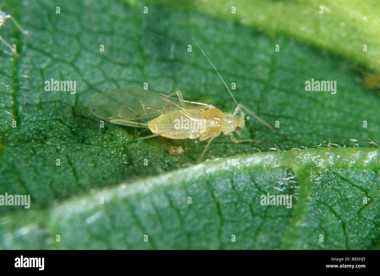 Winged Aphi Winged Aphid Uk