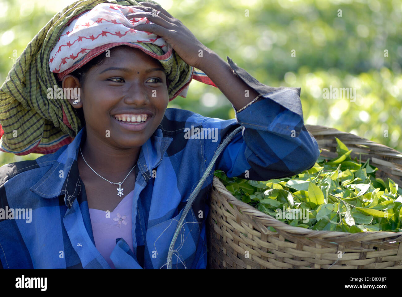 A tea picker rests from picking leaves and buds from tea plants (Camellia sinensis assamica) in a plantation near Kaziranga. Stock Photo