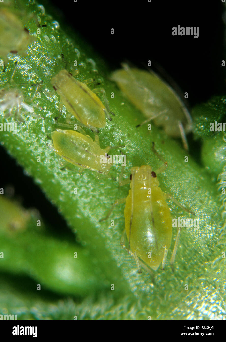 Mint aphid Ovatus crataegarius adult juveniles on mint leaf Stock Photo