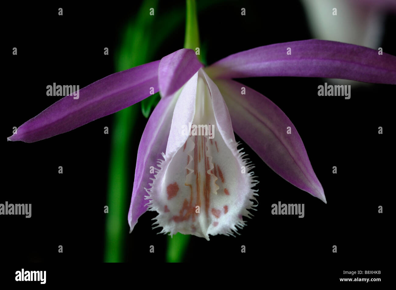 Pleione formosana windowsill orchid flower plant pink purple white set contrast contrasted against a black dark background Stock Photo