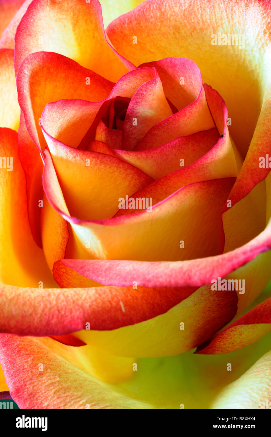 yellow and orange shade shades color colour colored coloured rose closeup close up Stock Photo