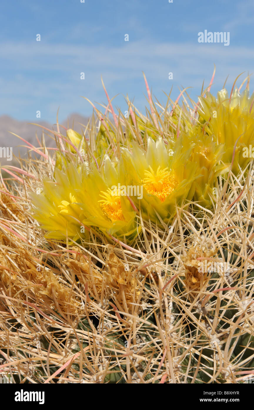 Barrel cactus, Glorietta Canyon, Anza Borrego, CA 090301 33971 Stock
