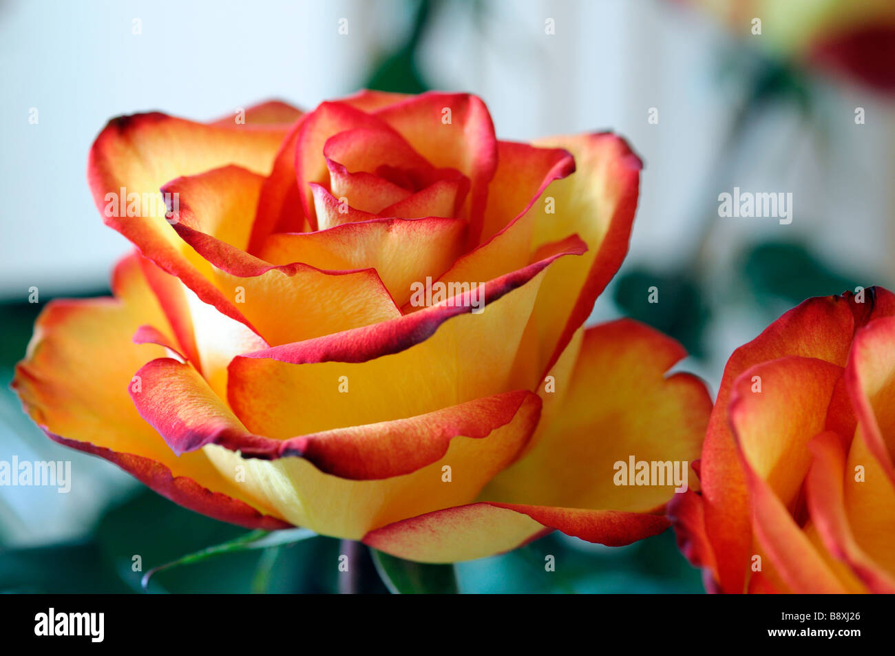 yellow and orange shade shades color colour colored coloured rose closeup close up Stock Photo