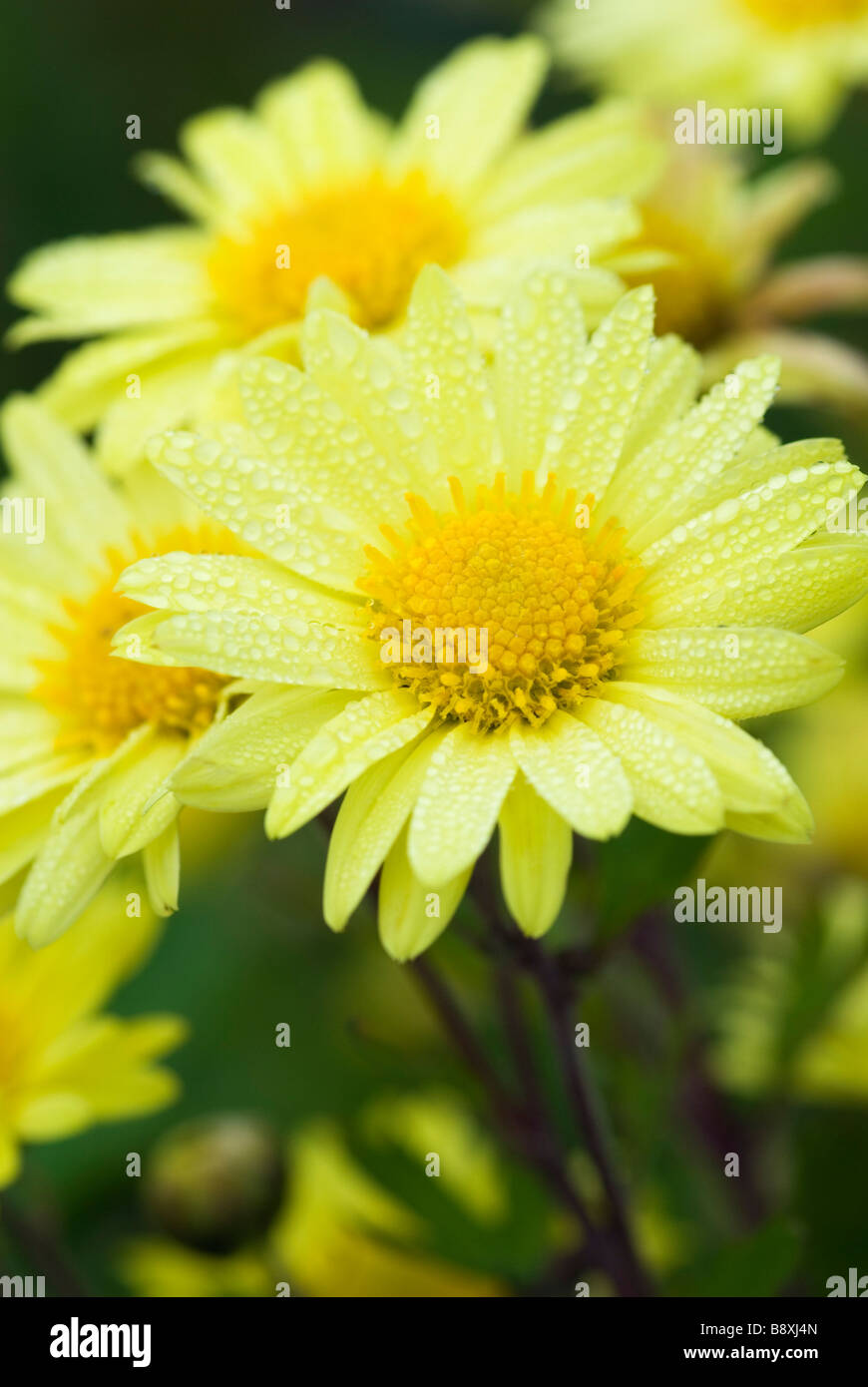 CHRYSANTHEMUM EARLY YELLOW Stock Photo
