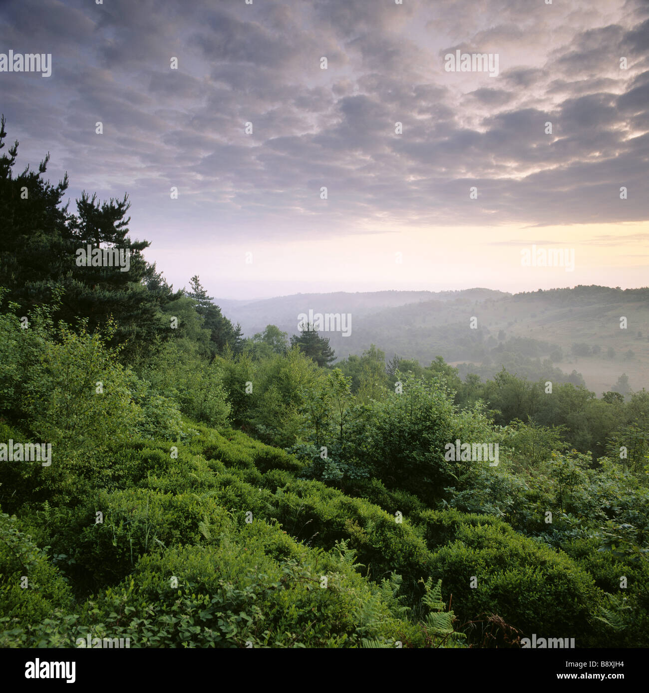 Hindhead common hires stock photography and images Alamy
