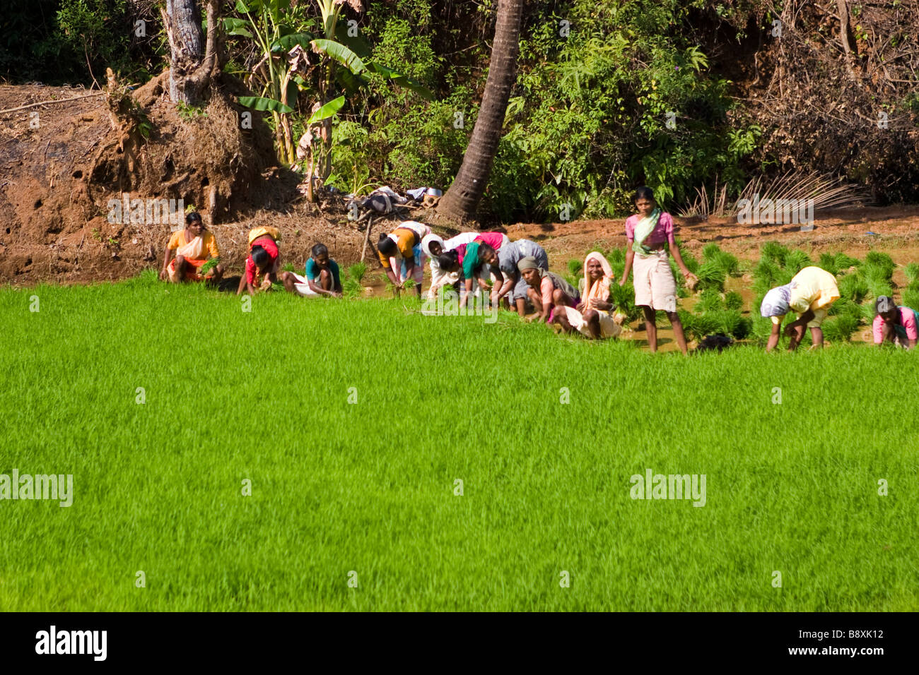 Many women rice weeders on green paddy field. Stock Photo