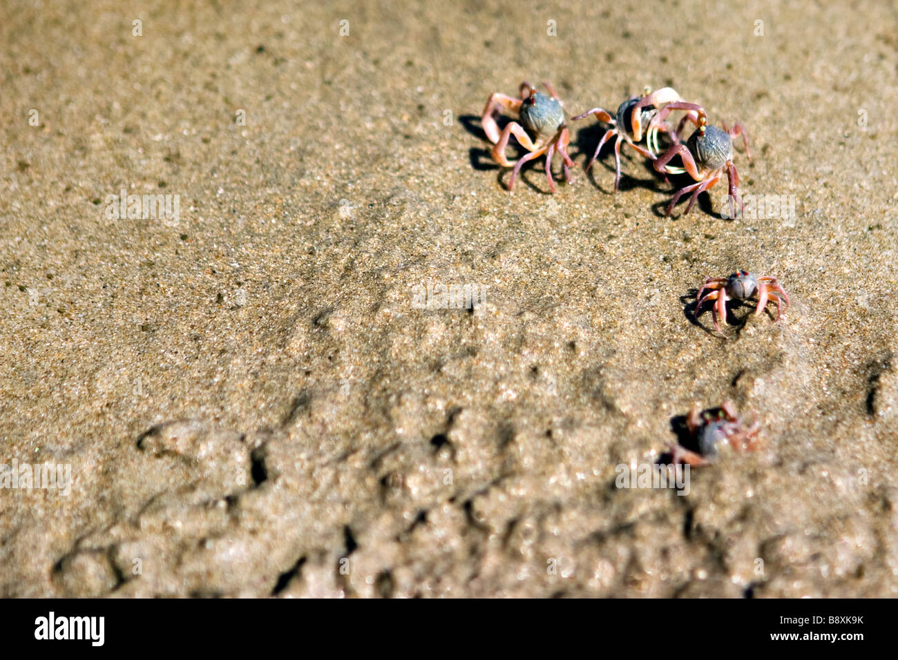 Ghost crab family crawling out from sand on the beach Stock Photo - Alamy