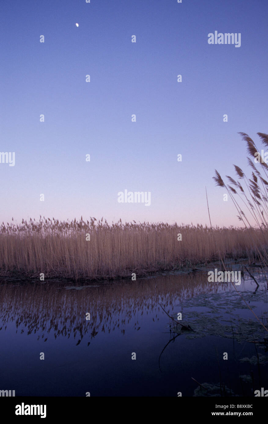 First Quarter Moon in Clear Evening Sky over Wetland and Grasses Stock Photo