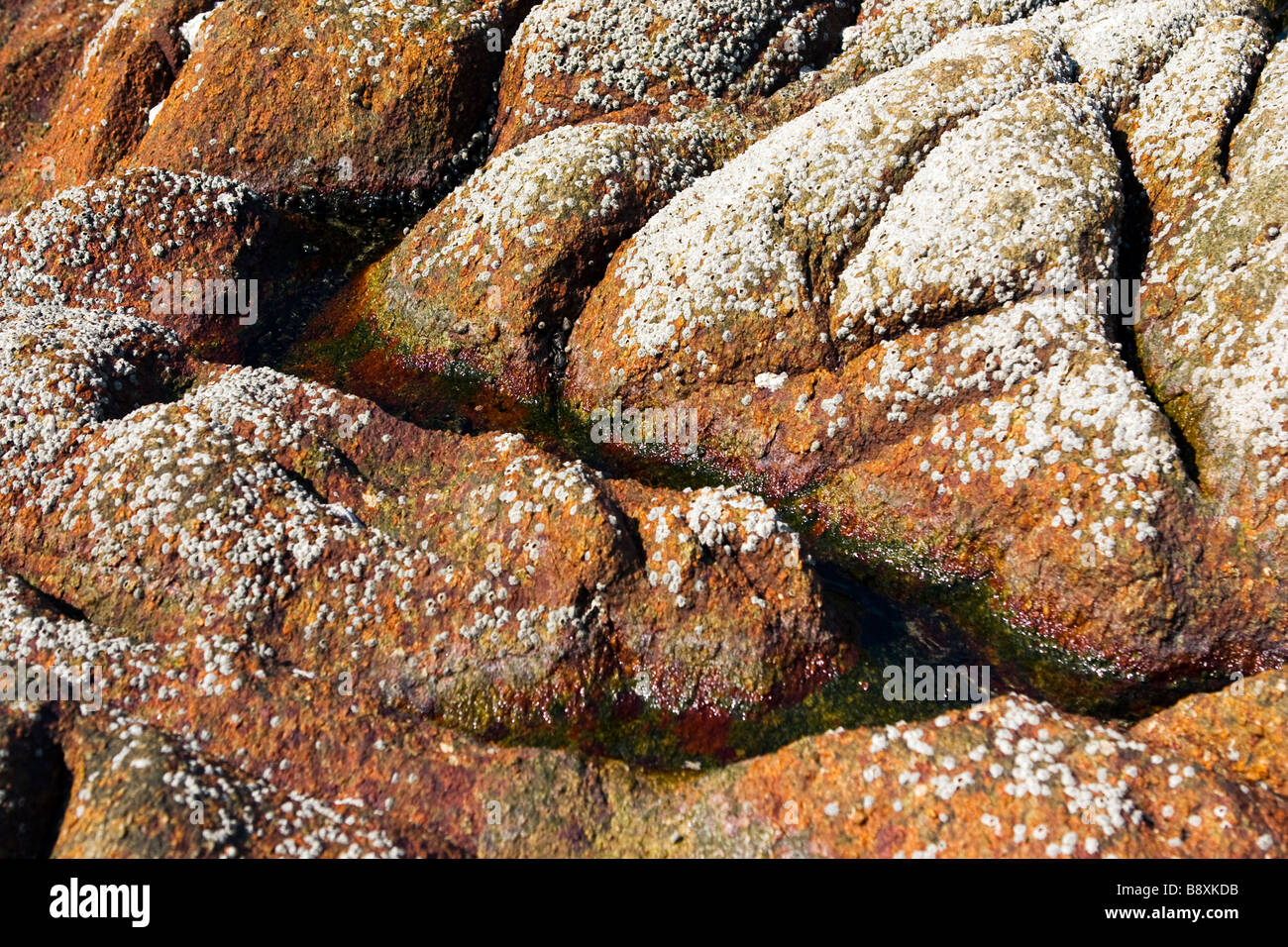Big brown rock covered with tine shells on the beach closeup. Stock Photo